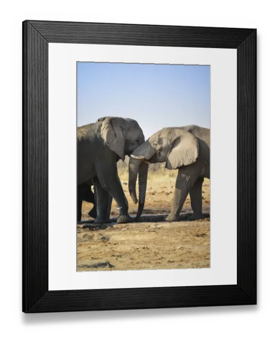 Framed Print : Two elephants playfully fighting, African Elephant -Loxodonta africana-, Etosha National Park, Tsumcor waterhole, Namibia