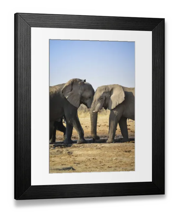 Framed Print : Two elephants playfully fighting, African Elephant -Loxodonta africana-, Etosha National Park, Tsumcor waterhole, Namibia Framed Print : Two elephants playfully fighting, African Elephant -Loxodonta africana-, Etosha National Park, Tsumcor waterhole, Namibia