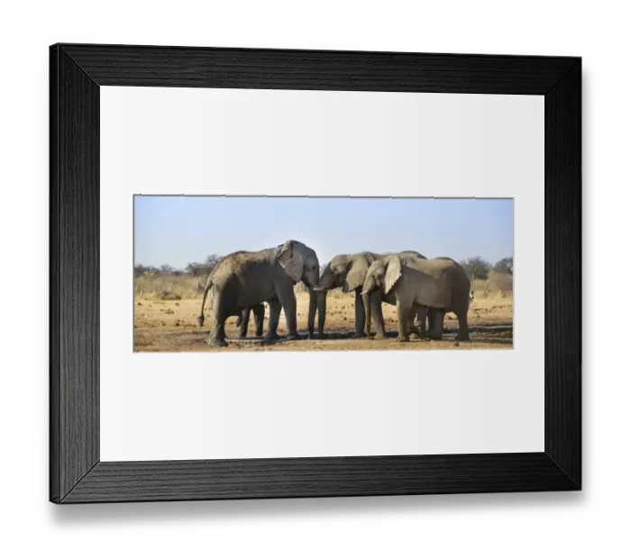 Framed Print : Two elephants playfully fighting, African Elephant -Loxodonta africana-, Etosha National Park, Tsumcor waterhole, Namibia