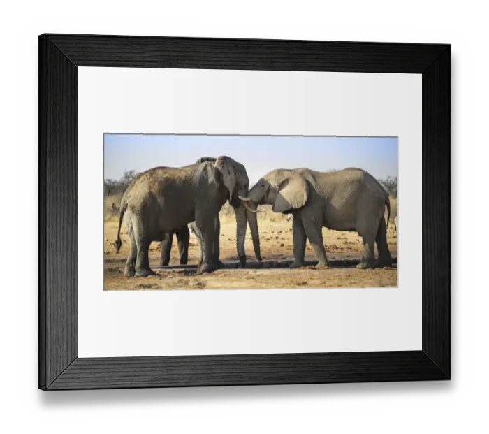 Framed Print : Two elephants playfully fighting, African Elephant -Loxodonta africana-, Etosha National Park, Tsumcor waterhole, Namibia Framed Print : Two elephants playfully fighting, African Elephant -Loxodonta africana-, Etosha National Park, Tsumcor waterhole, Namibia