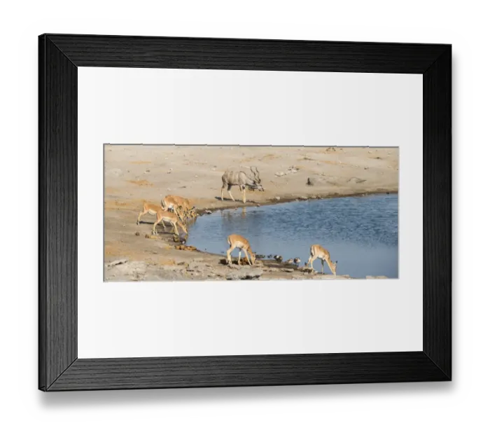 Framed Print : Herd of Black-faced Impalas -Aepyceros melampus petersi- and greater kudu -Tragelaphus strepsiceros- drinking, Chudop water hole, Etosha National Park, Namibia Framed Print : Herd of Black-faced Impalas -Aepyceros melampus petersi- and greater kudu -Tragelaphus strepsiceros- drinking, Chudop water hole, Etosha National Park, Namibia
