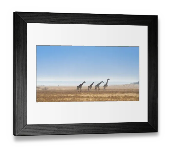 Framed Print : Giraffe -Giraffa camelopardis-, Etosha National Park, Namibia