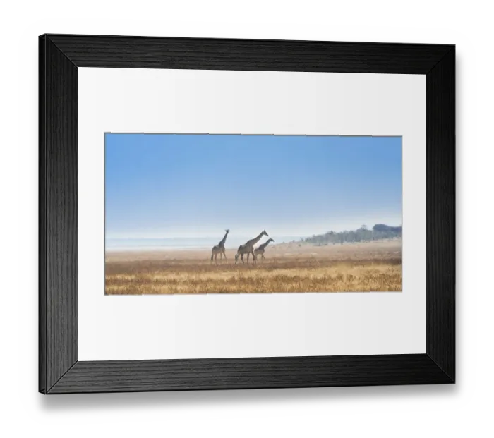 Framed Print : Three giraffes -Giraffa camelopardis- walking through the dry grass, Etosha National Park, Namibia Framed Print : Three giraffes -Giraffa camelopardis- walking through the dry grass, Etosha National Park, Namibia