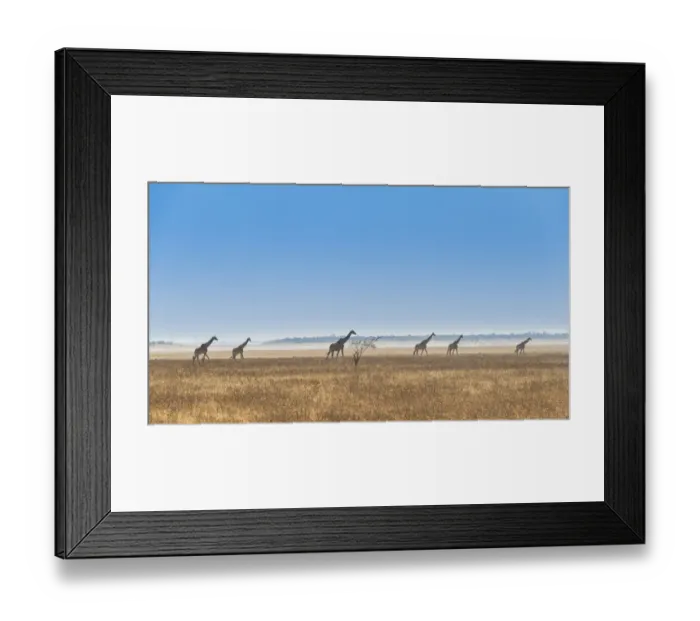 Framed Print : Three giraffes -Giraffa camelopardis- walking through the dry grass, Etosha National Park, Namibia Framed Print : Three giraffes -Giraffa camelopardis- walking through the dry grass, Etosha National Park, Namibia