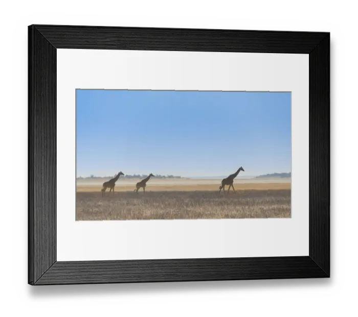Framed Print : Three giraffes -Giraffa camelopardis- walking through the dry grass, Etosha National Park, Namibia Framed Print : Three giraffes -Giraffa camelopardis- walking through the dry grass, Etosha National Park, Namibia
