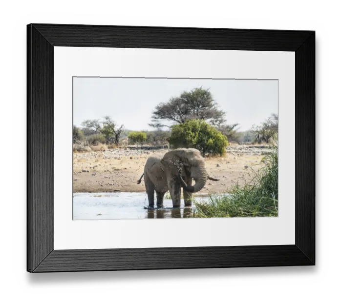 Framed Print : African Elephant -Loxodonta africana- drinking in the water, Etosha National Park, Koinachas waterhole, Namibia