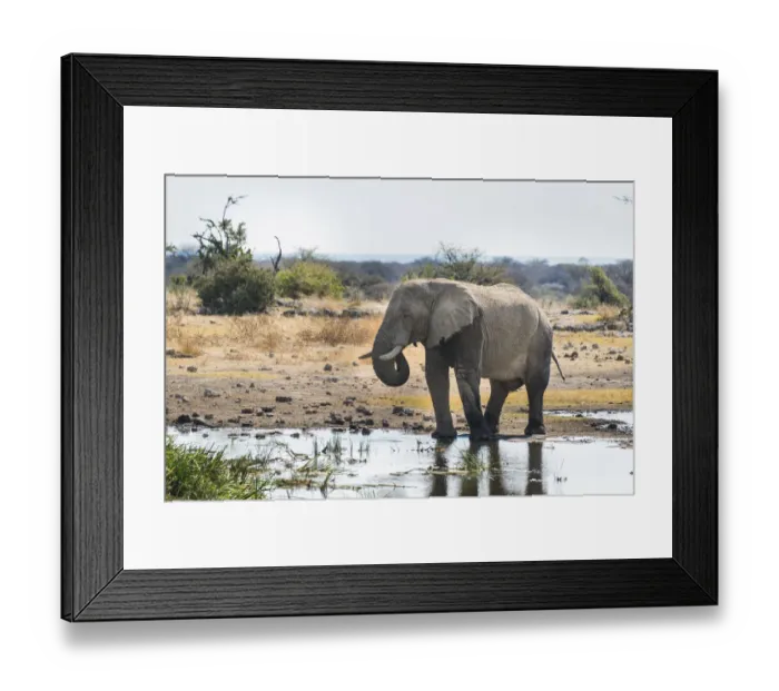 Framed Print : African Elephant -Loxodonta africana- drinking in the water, Etosha National Park, Koinachas waterhole, Namibia