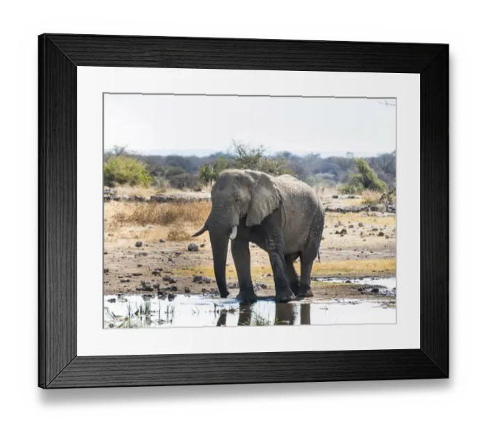 Framed Print : African Elephant -Loxodonta africana- drinking in the water, Etosha National Park, Koinachas waterhole, Namibia Framed Print : African Elephant -Loxodonta africana- drinking in the water, Etosha National Park, Koinachas waterhole, Namibia