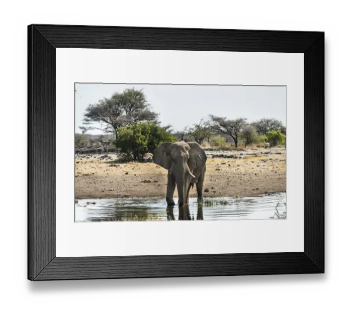Framed Print : African Elephant -Loxodonta africana- drinking in the water, Etosha National Park, Koinachas waterhole, Namibia Framed Print : African Elephant -Loxodonta africana- drinking in the water, Etosha National Park, Koinachas waterhole, Namibia