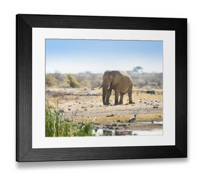 Framed Print : African Elephant -Loxodonta africana- walking to the water hole, Etosha National Park, Koinachas waterhole, Namibia Framed Print : African Elephant -Loxodonta africana- walking to the water hole, Etosha National Park, Koinachas waterhole, Namibia