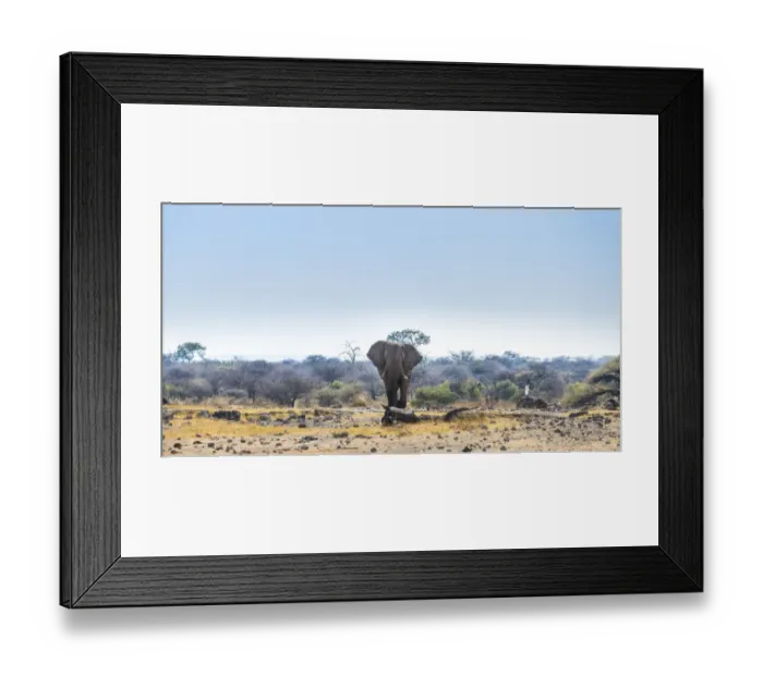 Framed Print : African Elephant -Loxodonta africana-, Etosha National Park, Koinachas waterhole, Namibia Framed Print : African Elephant -Loxodonta africana-, Etosha National Park, Koinachas waterhole, Namibia