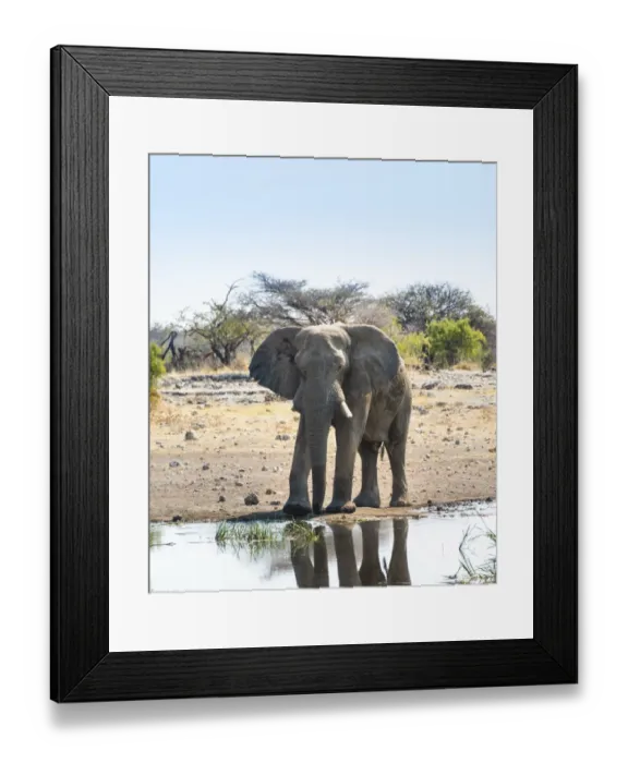 Framed Print : African Elephant -Loxodonta africana- at the waterhole, Etosha National Park, Koinachas waterhole, Namibia Framed Print : African Elephant -Loxodonta africana- at the waterhole, Etosha National Park, Koinachas waterhole, Namibia