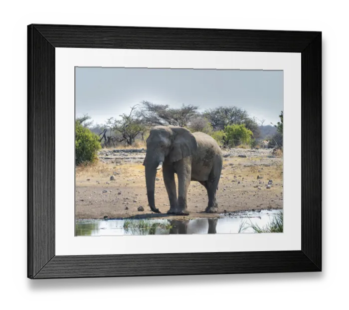 Framed Print : African Elephant -Loxodonta africana- at the waterhole, Etosha National Park, Koinachas waterhole, Namibia