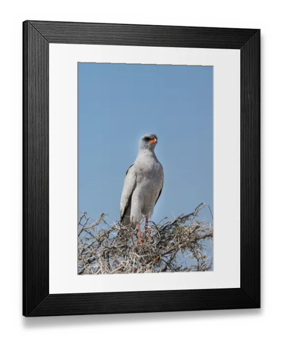 Framed Print : Eastern Chanting Goshawk -Melierax poliopterus- sitting in dry acacia, Etosha National Park, Namibia Framed Print : Eastern Chanting Goshawk -Melierax poliopterus- sitting in dry acacia, Etosha National Park, Namibia