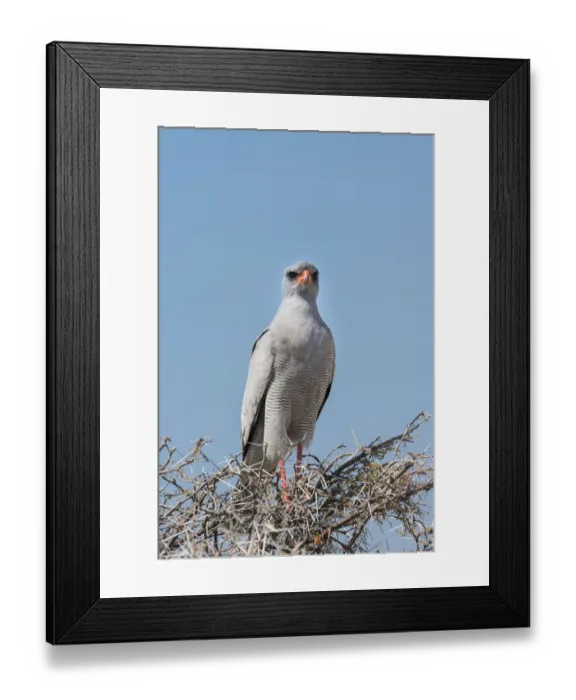 Framed Print : Eastern Chanting Goshawk -Melierax poliopterus- sitting in dry acacia, Etosha National Park, Namibia Framed Print : Eastern Chanting Goshawk -Melierax poliopterus- sitting in dry acacia, Etosha National Park, Namibia