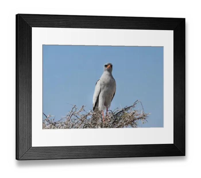 Framed Print : Eastern Chanting Goshawk -Melierax poliopterus- sitting in dry acacia, Etosha National Park, Namibia Framed Print : Eastern Chanting Goshawk -Melierax poliopterus- sitting in dry acacia, Etosha National Park, Namibia