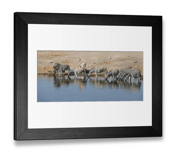 Framed Print : Herd of Burchells Zebras -Equus burchellii- drinking, Chudop water hole, Etosha National Park, Namibia Framed Print : Herd of Burchells Zebras -Equus burchellii- drinking, Chudop water hole, Etosha National Park, Namibia