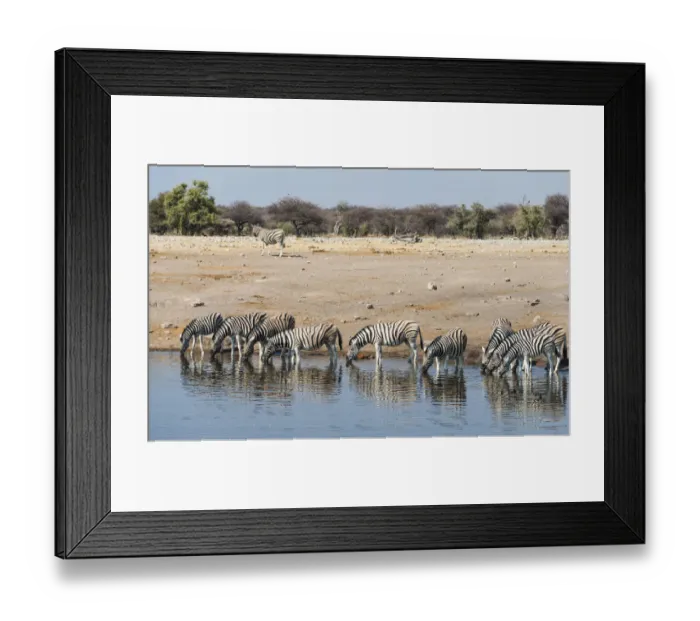 Framed Print : Herd of Burchells Zebras -Equus burchellii- drinking, Chudop water hole, Etosha National Park, Namibia