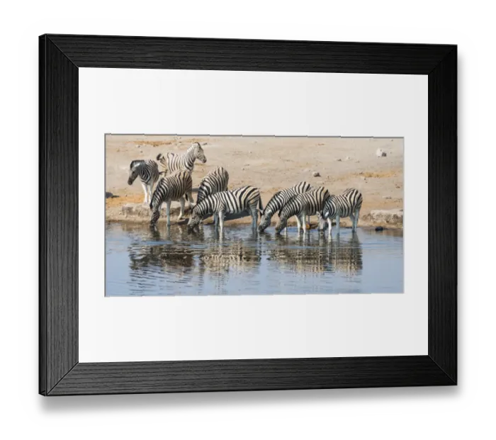 Framed Print : Herd of Burchells Zebras -Equus burchellii- drinking, Chudop water hole, Etosha National Park, Namibia Framed Print : Herd of Burchells Zebras -Equus burchellii- drinking, Chudop water hole, Etosha National Park, Namibia