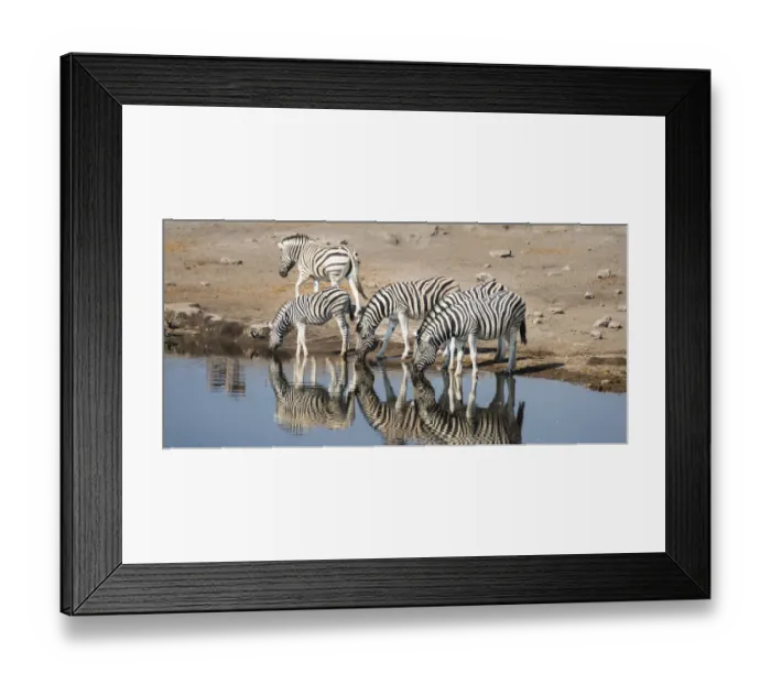 Framed Print : Burchells Zebras -Equus burchellii- drinking, Chudop water hole, Etosha National Park, Namibia Framed Print : Burchells Zebras -Equus burchellii- drinking, Chudop water hole, Etosha National Park, Namibia