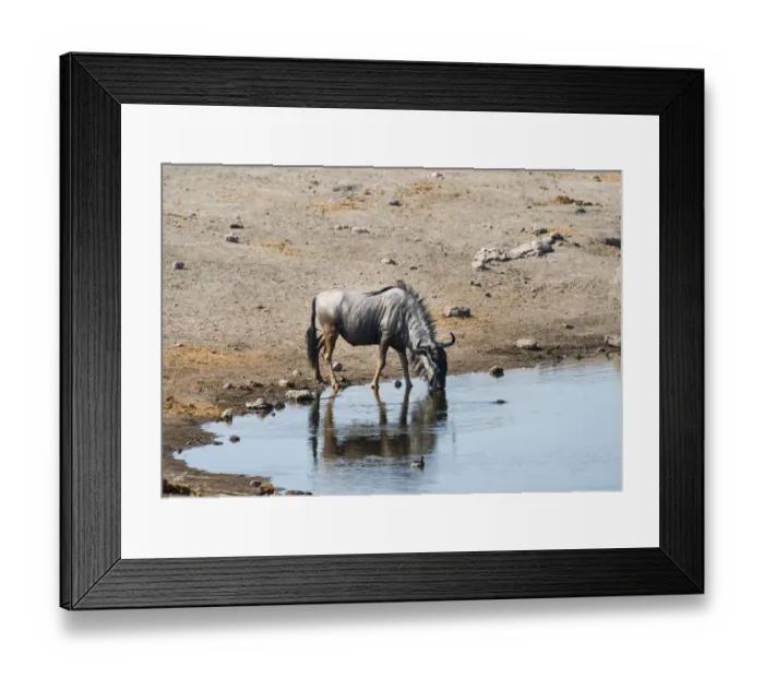 Framed Print : Blue Wildebeest -Connochaetes taurinus- drinking, Chudop water hole, Etosha National Park, Namibia Framed Print : Blue Wildebeest -Connochaetes taurinus- drinking, Chudop water hole, Etosha National Park, Namibia
