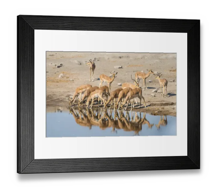 Framed Print : Herd of Black-faced Impalas -Aepyceros melampus petersi- drinking, Chudop water hole, Etosha National Park, Namibia Framed Print : Herd of Black-faced Impalas -Aepyceros melampus petersi- drinking, Chudop water hole, Etosha National Park, Namibia