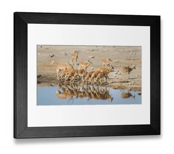 Framed Print : Herd of Black-faced Impalas -Aepyceros melampus petersi- drinking, Chudop water hole, Etosha National Park, Namibia Framed Print : Herd of Black-faced Impalas -Aepyceros melampus petersi- drinking, Chudop water hole, Etosha National Park, Namibia