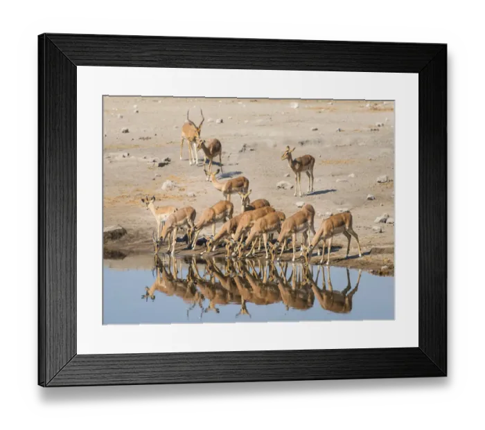 Framed Print : Herd of Black-faced Impalas -Aepyceros melampus petersi- drinking, Chudop water hole, Etosha National Park, Namibia Framed Print : Herd of Black-faced Impalas -Aepyceros melampus petersi- drinking, Chudop water hole, Etosha National Park, Namibia