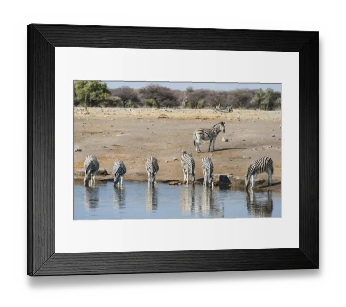Framed Print : Burchells Zebras -Equus burchellii- drinking, Chudop water hole, Etosha National Park, Namibia Framed Print : Burchells Zebras -Equus burchellii- drinking, Chudop water hole, Etosha National Park, Namibia