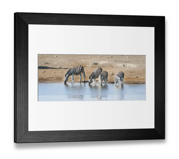Framed Print : Burchells Zebras -Equus burchellii- drinking, Chudop water hole, Etosha National Park, Namibia