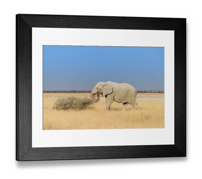 Framed Print : Bull elephant feeding at the edge of the Etosha Pan, African Elephant -Loxodonta africana-, Etosha National Park, Namibia Framed Print : Bull elephant feeding at the edge of the Etosha Pan, African Elephant -Loxodonta africana-, Etosha National Park, Namibia