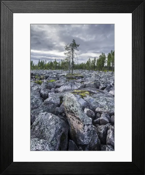 Framed Print : Plain covered in rocks, with one solitary pine tree, Jokkmokk, Norrbotten County, Sweden Framed Print : Plain covered in rocks, with one solitary pine tree, Jokkmokk, Norrbotten County, Sweden