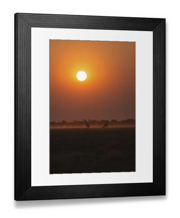 Framed Print : Giraffes -Giraffa camelopardis- at sunset, Etosha National Park, Namibia Framed Print : Giraffes -Giraffa camelopardis- at sunset, Etosha National Park, Namibia