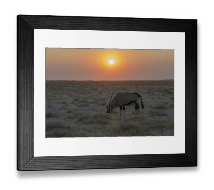 Framed Print : Gemsbok -Oryx gazella- at sunset, Etosha National Park, Namibia Framed Print : Gemsbok -Oryx gazella- at sunset, Etosha National Park, Namibia