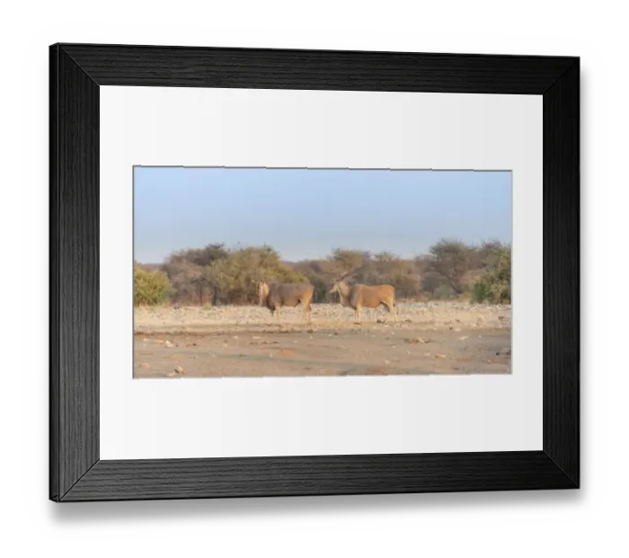 Framed Print : Two elands -Taurotragus oryx-, Chudop water hole, Etosha National Park, Namibia Framed Print : Two elands -Taurotragus oryx-, Chudop water hole, Etosha National Park, Namibia