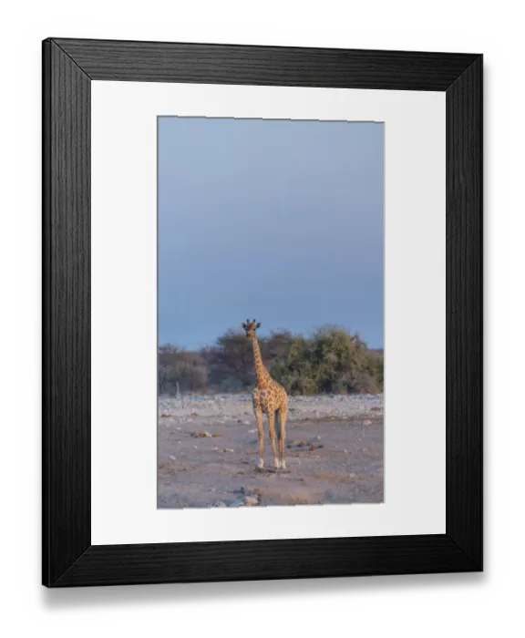 Framed Print : Giraffe -Giraffa camelopardis-, Chudop water hole, Etosha National Park, Namibia Framed Print : Giraffe -Giraffa camelopardis-, Chudop water hole, Etosha National Park, Namibia