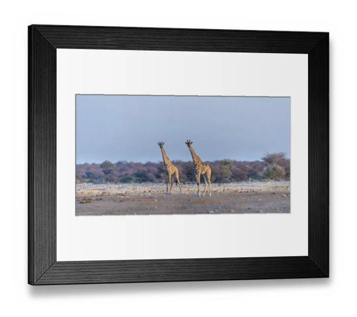 Framed Print : Giraffes -Giraffa camelopardis-, Chudop water hole, Etosha National Park, Namibia Framed Print : Giraffes -Giraffa camelopardis-, Chudop water hole, Etosha National Park, Namibia