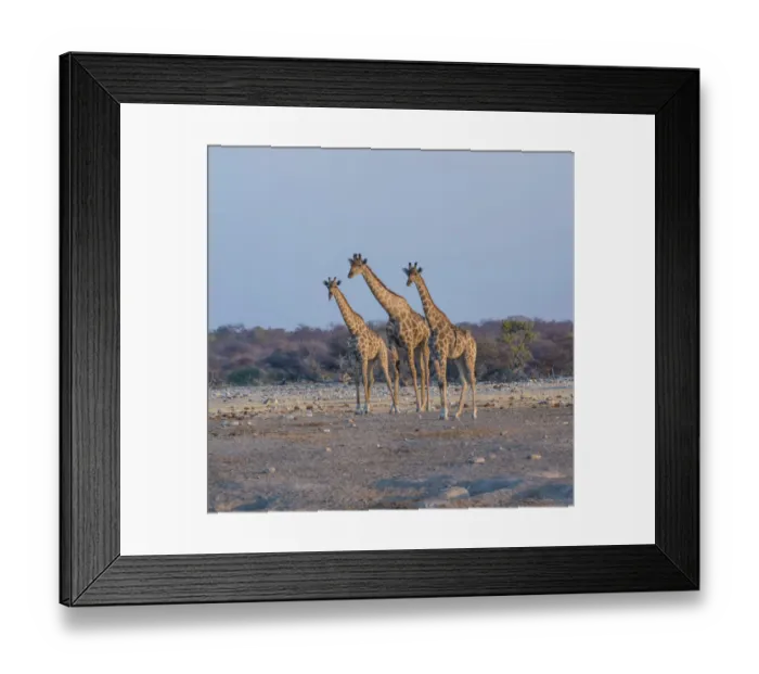 Framed Print : Giraffes -Giraffa camelopardis-, Chudop water hole, Etosha National Park, Namibia