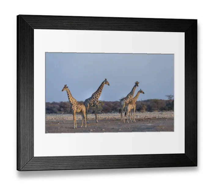Framed Print : Giraffes -Giraffa camelopardis-, Chudop water hole, Etosha National Park, Namibia