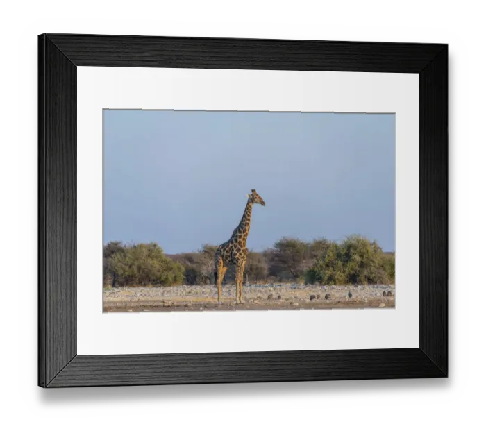Framed Print : Giraffe -Giraffa camelopardis- in evening light, Chudop water hole, Etosha National Park, Namibia Framed Print : Giraffe -Giraffa camelopardis- in evening light, Chudop water hole, Etosha National Park, Namibia