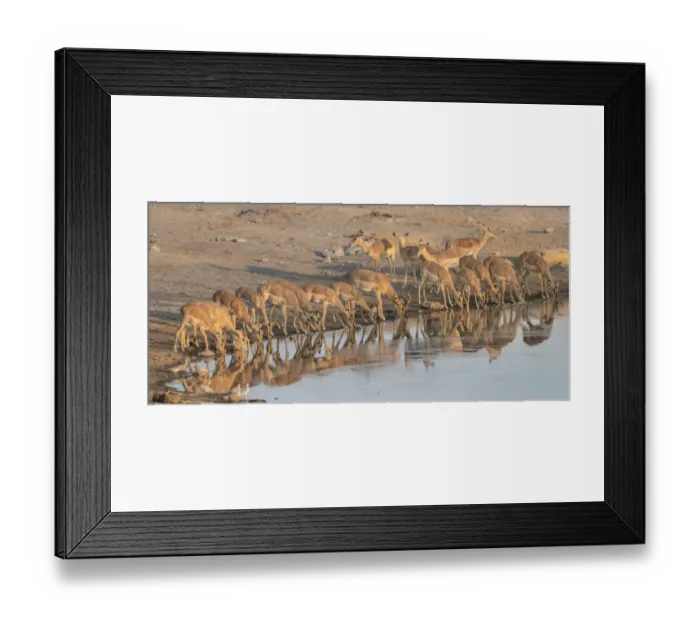 Framed Print : Herd of Black Nose Impalas -Aepyceros melampus petersi- drinking at water, Chudop waterhole, Etosha National Park, Namibia Framed Print : Herd of Black Nose Impalas -Aepyceros melampus petersi- drinking at water, Chudop waterhole, Etosha National Park, Namibia