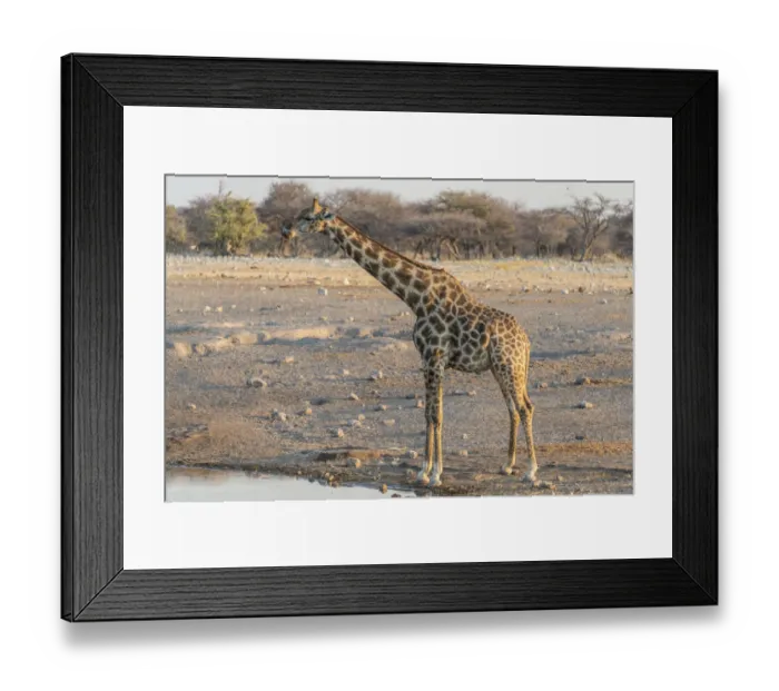 Framed Print : Giraffe -Giraffa camelopardis- at the water, waterhole Chudop, Etosha National Park, Namibia Framed Print : Giraffe -Giraffa camelopardis- at the water, waterhole Chudop, Etosha National Park, Namibia
