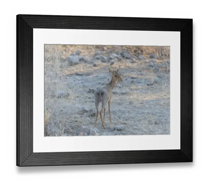 Framed Print : Kirks dik-dik -Madoqua kirki-, Etosha National Park, Namibia Framed Print : Kirks dik-dik -Madoqua kirki-, Etosha National Park, Namibia