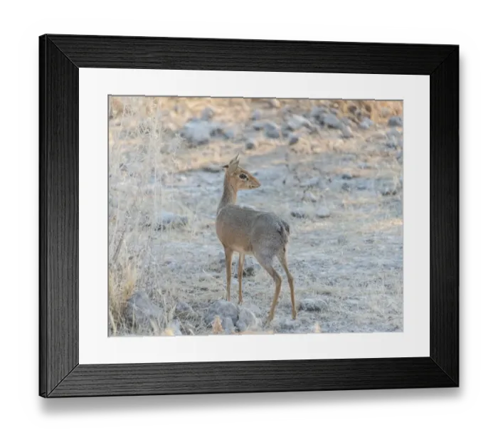 Framed Print : Kirks dik-dik -Madoqua kirki-, Etosha National Park, Namibia Framed Print : Kirks dik-dik -Madoqua kirki-, Etosha National Park, Namibia