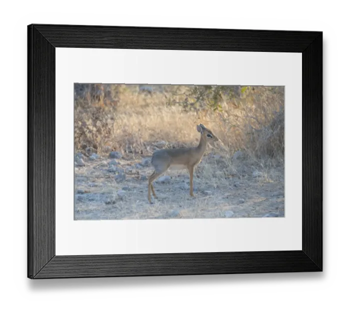 Framed Print : Kirks dik-dik -Madoqua kirki-, Etosha National Park, Namibia Framed Print : Kirks dik-dik -Madoqua kirki-, Etosha National Park, Namibia