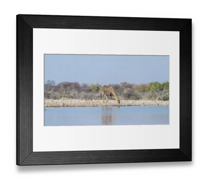 Framed Print : Giraffe -Giraffa camelopardis- drinking, waterhole Klein Namutoni, Etosha National Park, Namibia Framed Print : Giraffe -Giraffa camelopardis- drinking, waterhole Klein Namutoni, Etosha National Park, Namibia
