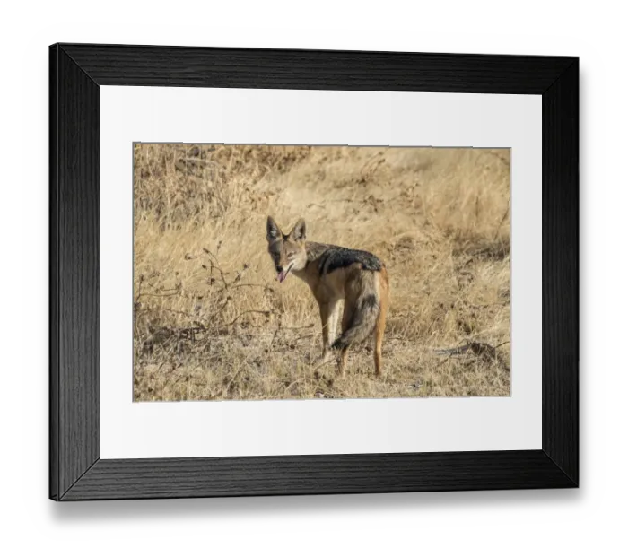 Framed Print : Black-backed jackal -Canis mesomelas- with prey guinea fowl, Etosha National Park, Namibia Framed Print : Black-backed jackal -Canis mesomelas- with prey guinea fowl, Etosha National Park, Namibia