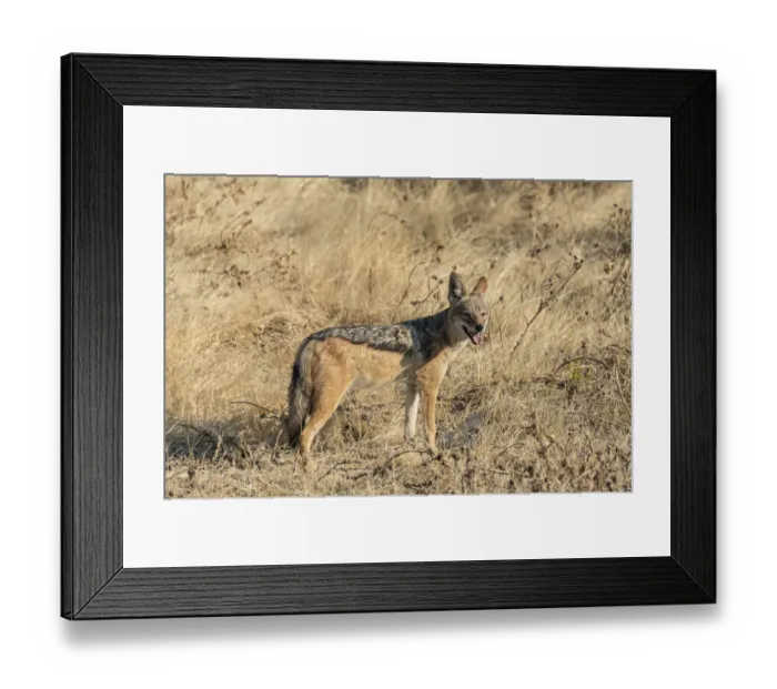 Framed Print : Black-backed jackal -Canis mesomelas- with prey guinea fowl, Etosha National Park, Namibia Framed Print : Black-backed jackal -Canis mesomelas- with prey guinea fowl, Etosha National Park, Namibia