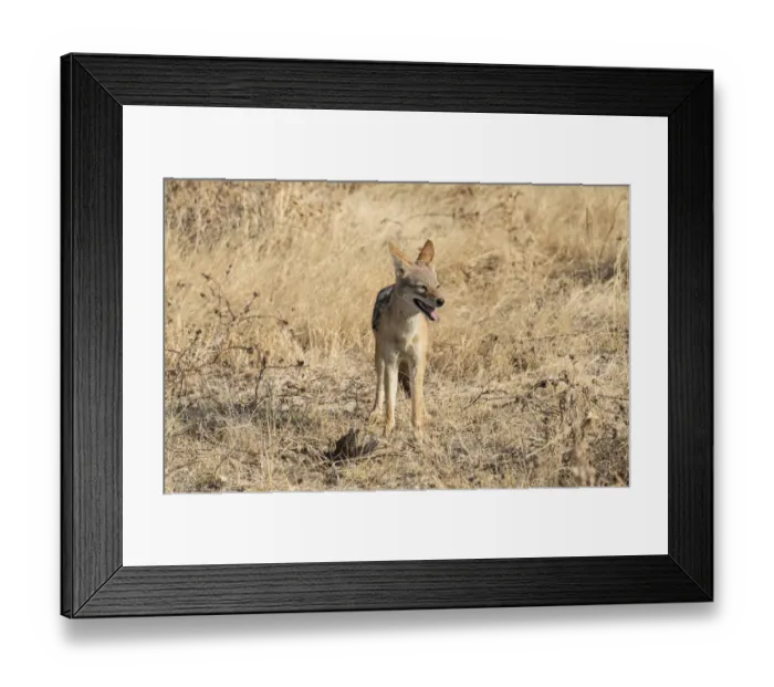 Framed Print : Black-backed jackal -Canis mesomelas- with prey guinea fowl, Etosha National Park, Namibia Framed Print : Black-backed jackal -Canis mesomelas- with prey guinea fowl, Etosha National Park, Namibia