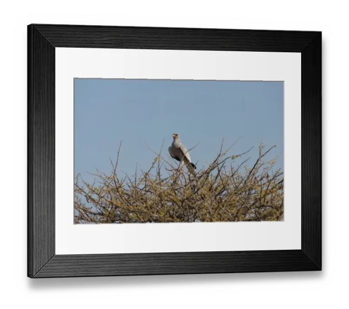 Framed Print : Singhabicht -Dark Chanting Goshawk- sitting on camel thorn, Etosha National Park, Namibia Framed Print : Singhabicht -Dark Chanting Goshawk- sitting on camel thorn, Etosha National Park, Namibia